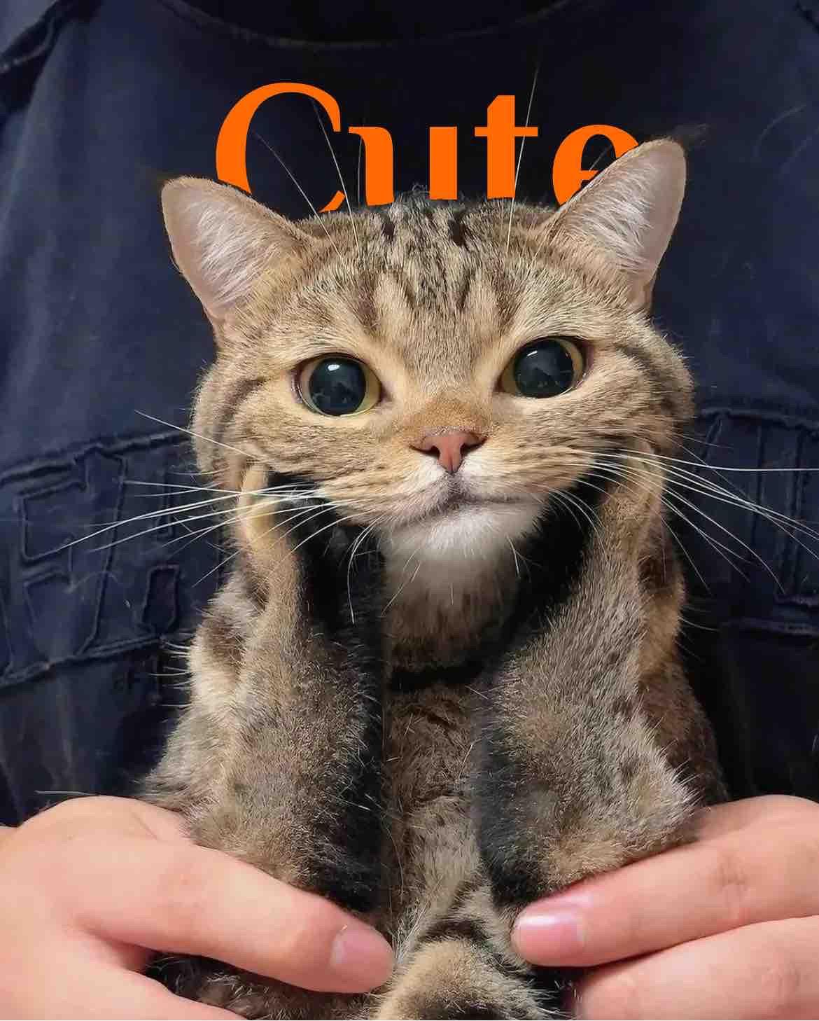 Close-up of tabby cat with 'Cute' text